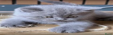 British Shorthair Kitten 3