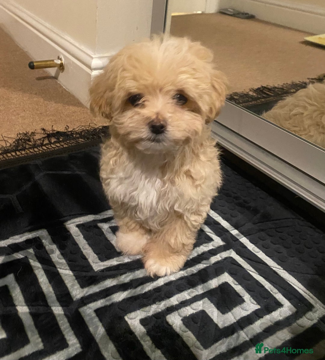 Maltipoo dogs for sale:  **  Korean maltipoo girls. - Advert 3