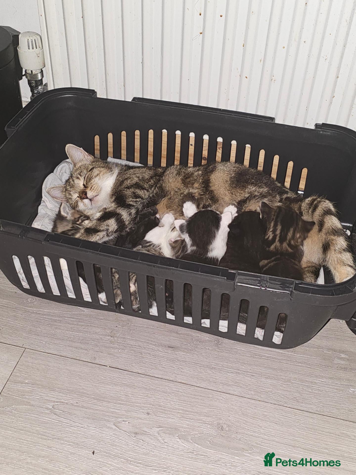 Mixed Breed cats 9 Kittens For Sale - Advert 1