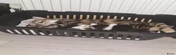 Mixed Breed cats for sale: 9 Kittens For Sale - Advert 1