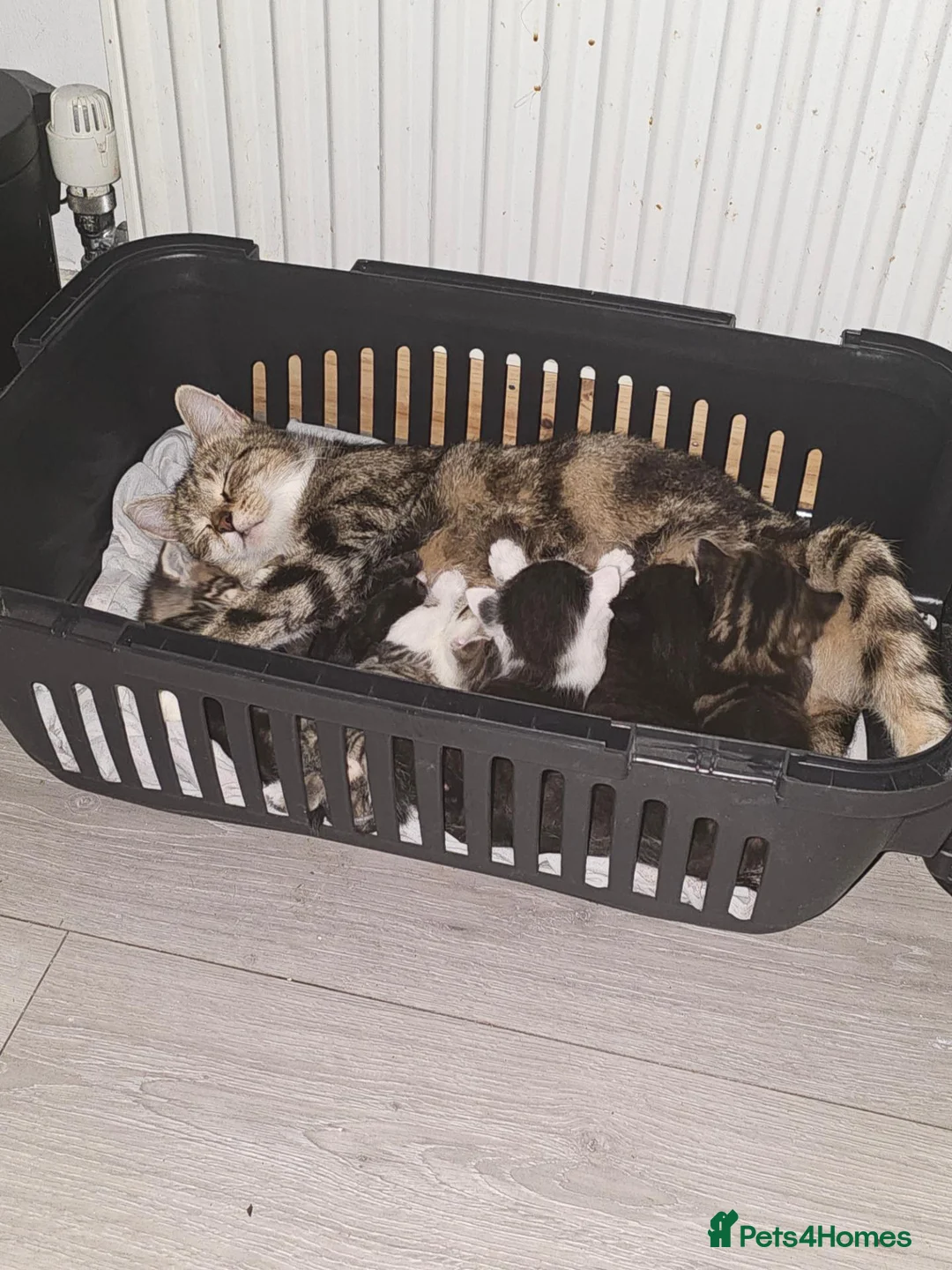 Mixed Breed cats for sale: 9 Kittens For Sale - Advert 1