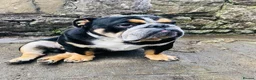 English Bulldog dogs for sale: Tri colour English bulldog  - Advert 2