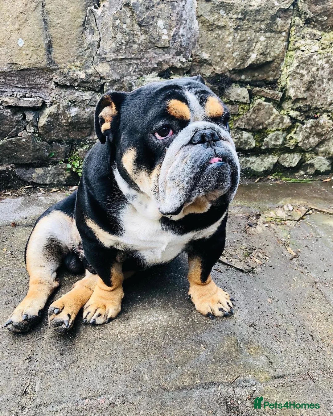 English Bulldog dogs for sale: Tri colour English bulldog  - Advert 2