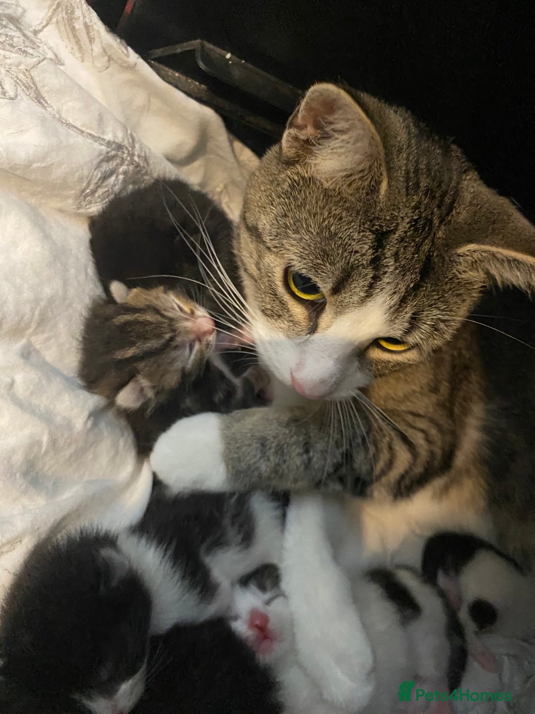 Mixed Breed cats for sale: 7 beautiful kittens - Image 5
