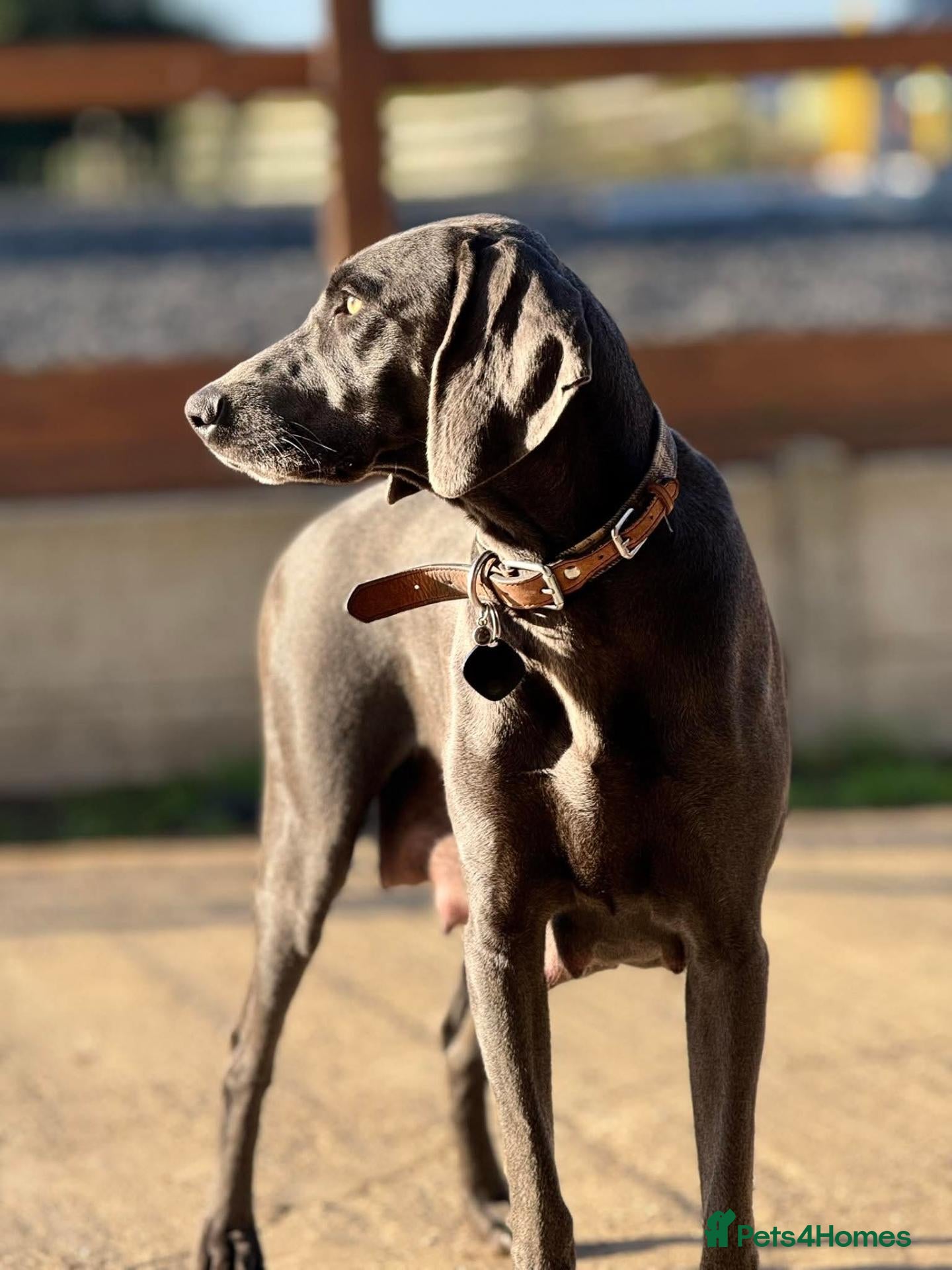 Weimaraner dogs ✨💗 KC REGISTERED WEIMARANER PUPPIES AVAILABLE 💗✨ - Advert 1