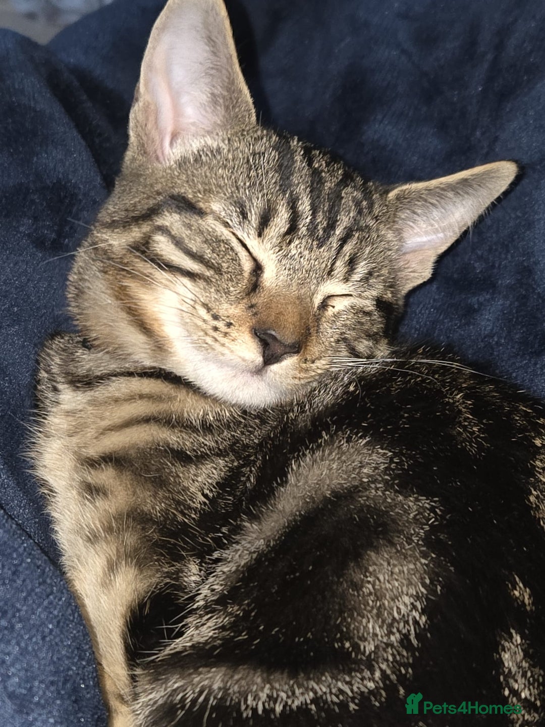 Mixed Breed cats for sale: Male kitten sale to go ASAP - Advert 1