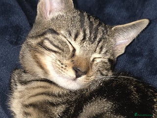 Mixed Breed cats Male kitten sale to go ASAP - Advert 5