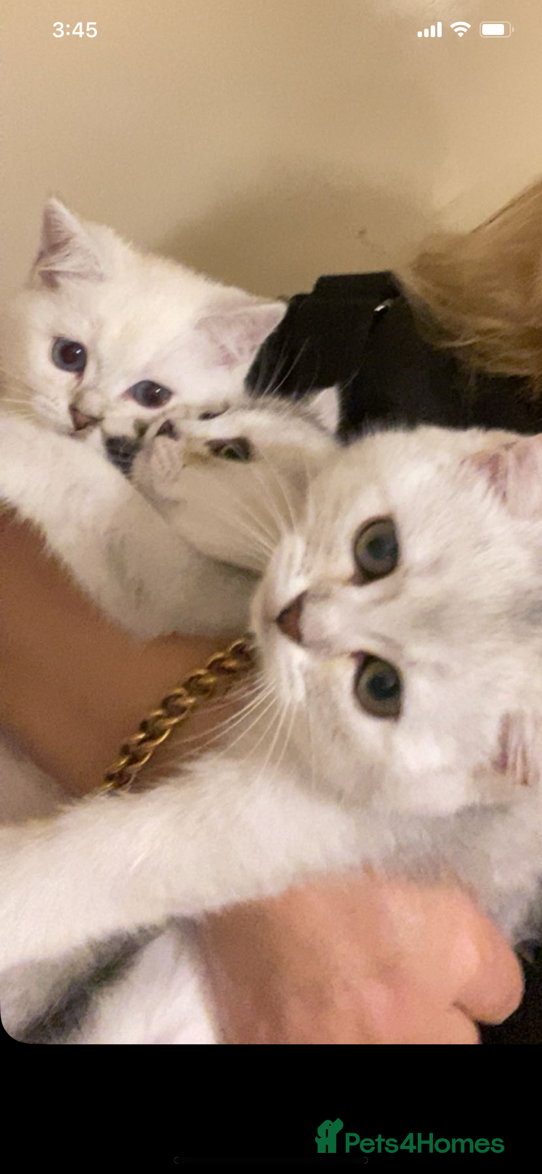 Ragdoll cats for sale: Lovely Ragdoll looking for lovely family - Advert 11