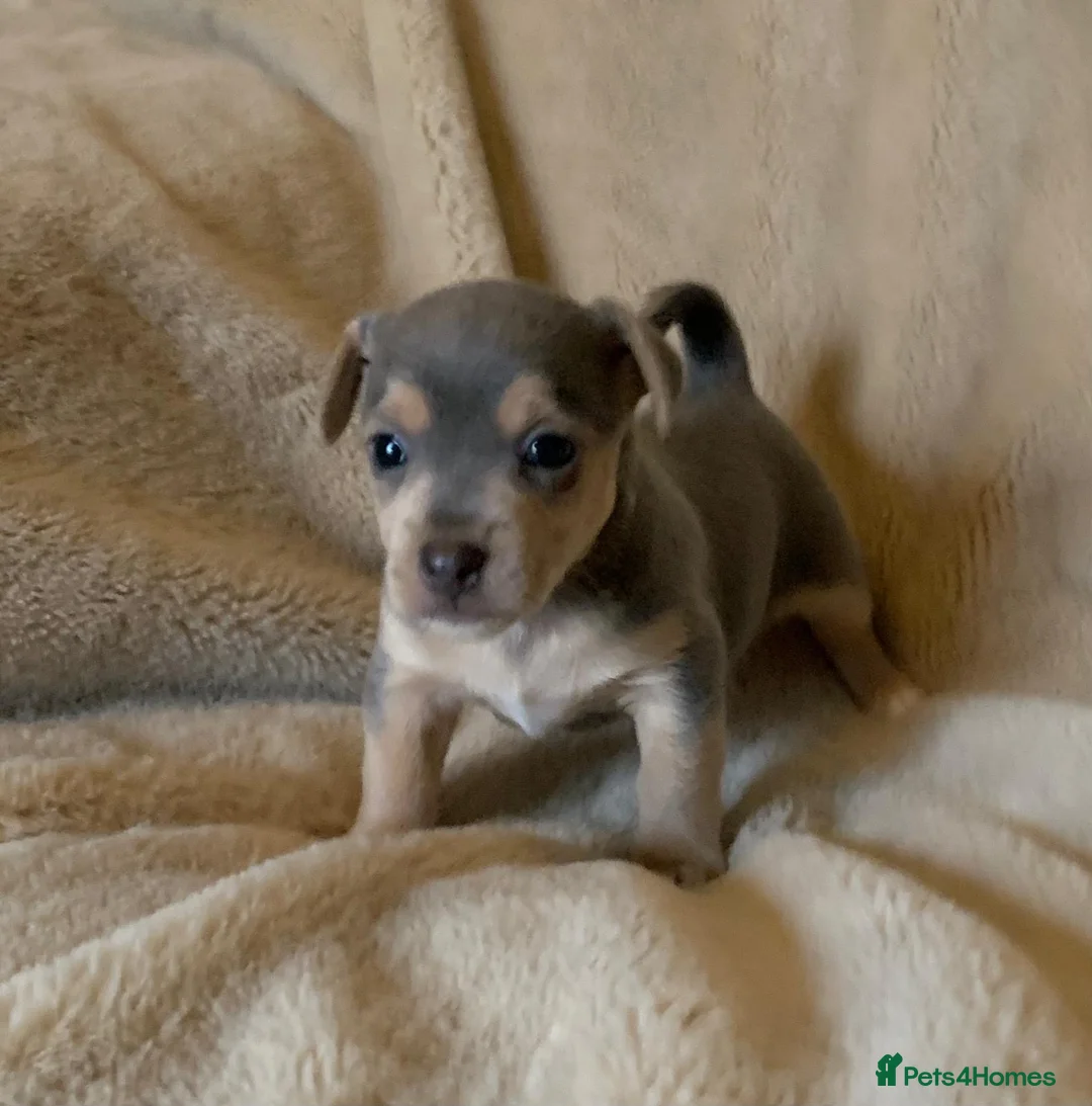 Jack Russell dogs for sale: Exceptional unusual coloured mini JR puppies - Advert 4