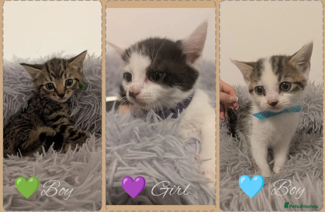 Mixed Breed cats for sale: Last 2 Kittens Available - Ready Now!💚💜 - Advert 1