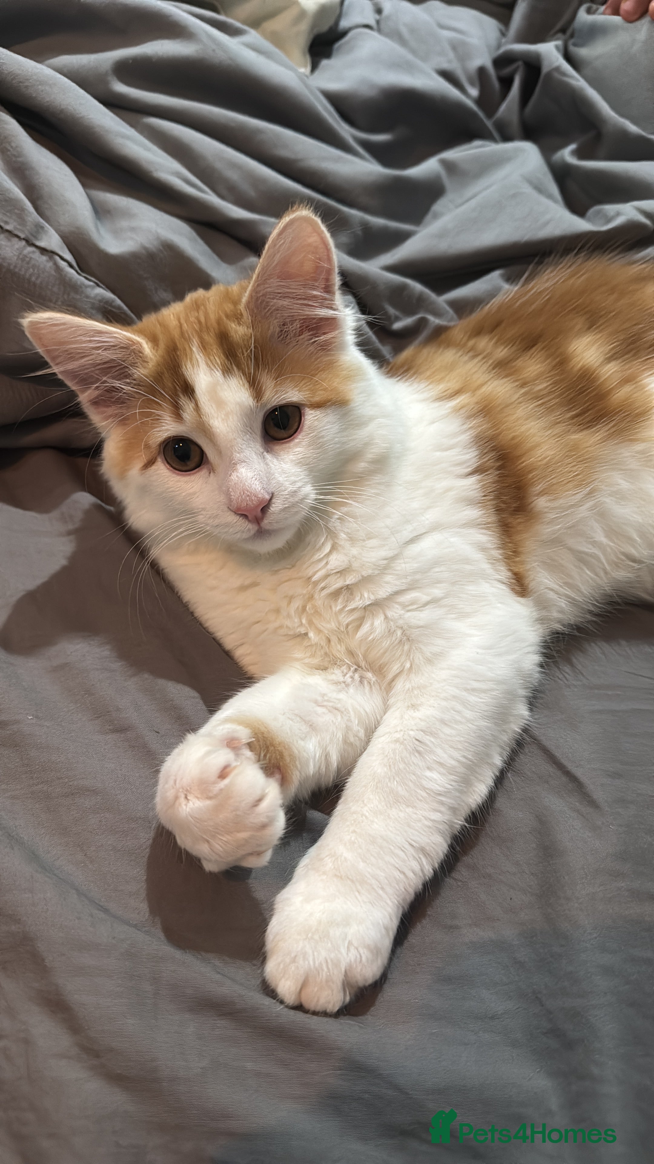 British Longhair cats Male Kitten Looking for a Loving Forever Home 🐾 - Advert 3