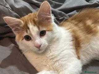 British Longhair cats Male Kitten Looking for a Loving Forever Home 🐾 - Advert 3