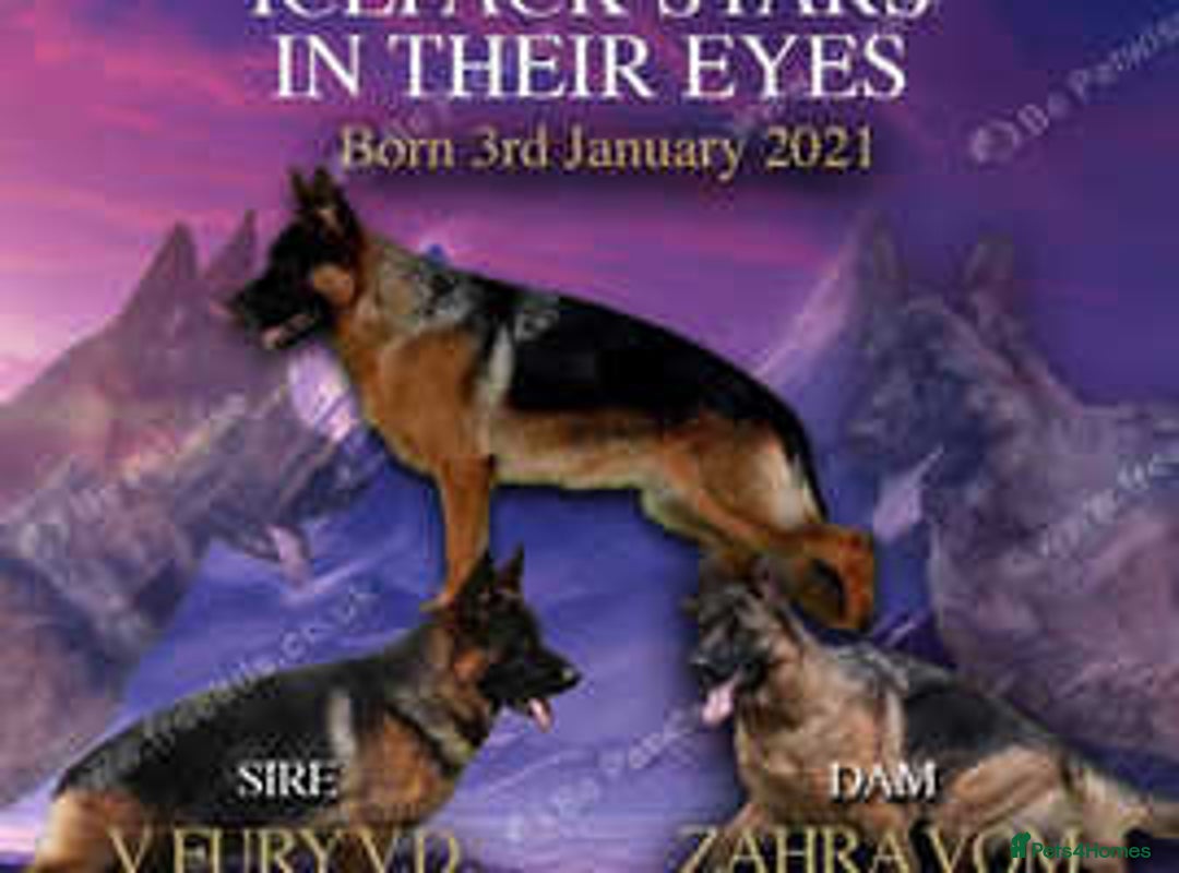 German Shepherd dogs for sale: 2 outstanding males - Advert 6