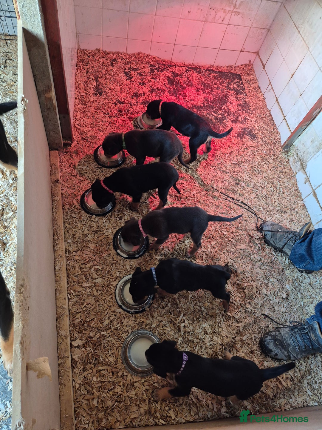 Mixed Breed dogs for sale: Huntaway x collie pups - Advert 11