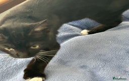 Mixed Breed cats for sale: 2 lovely brothers - Image 4