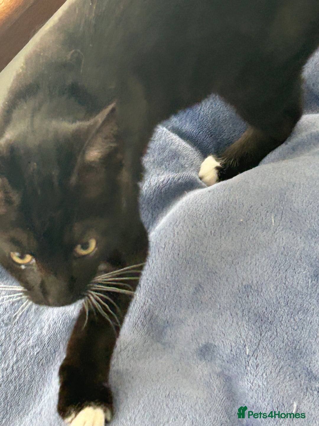 Mixed Breed cats for sale: 2 lovely brothers - Image 4