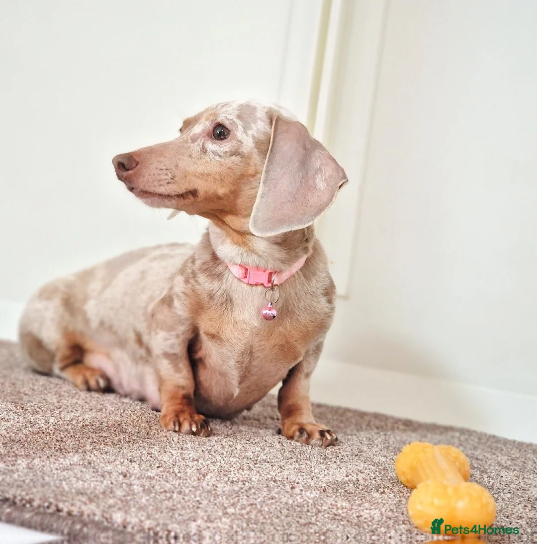 Miniature Dachshund dogs for sale: STUNNING ISABELLA DAPPLE BOY 🔥 - Advert 2