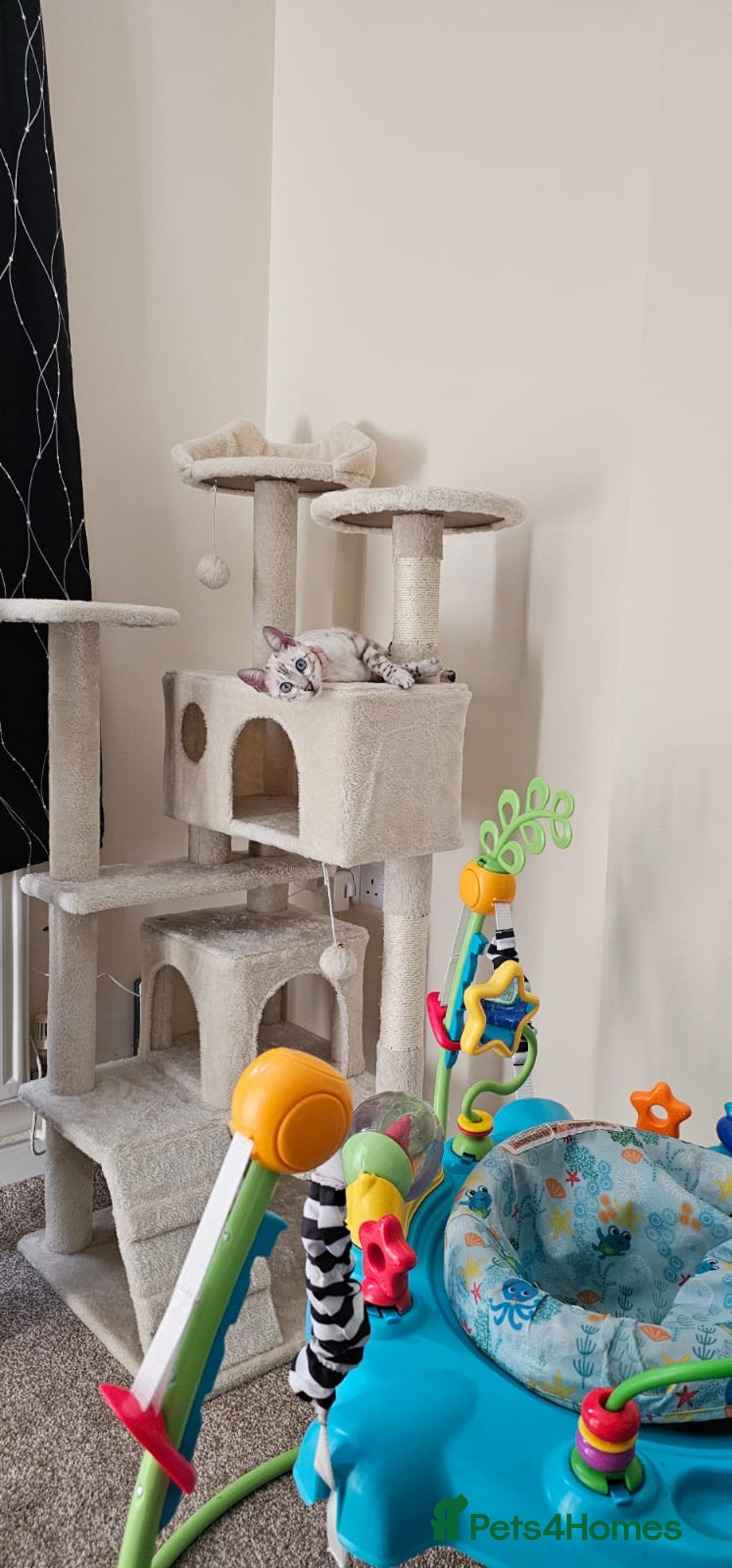 Bengal cats for sale: Tica snow bengal - Image 3