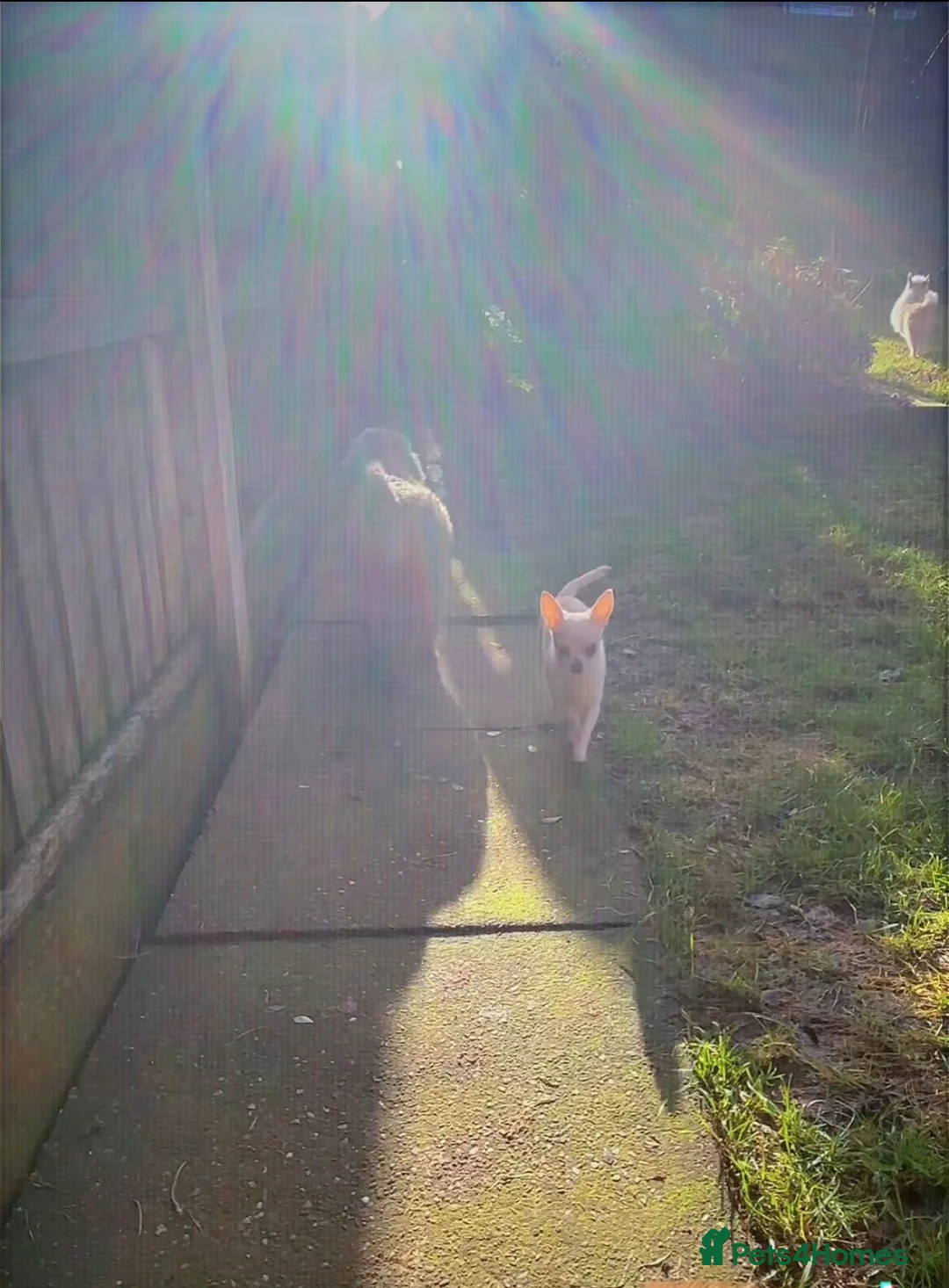 Chihuahua dogs for sale: ONE small toy pedigree Chihuahua - Advert 3