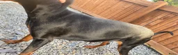 Dobermann dogs for sale: Doberman to loving home. - Advert 2