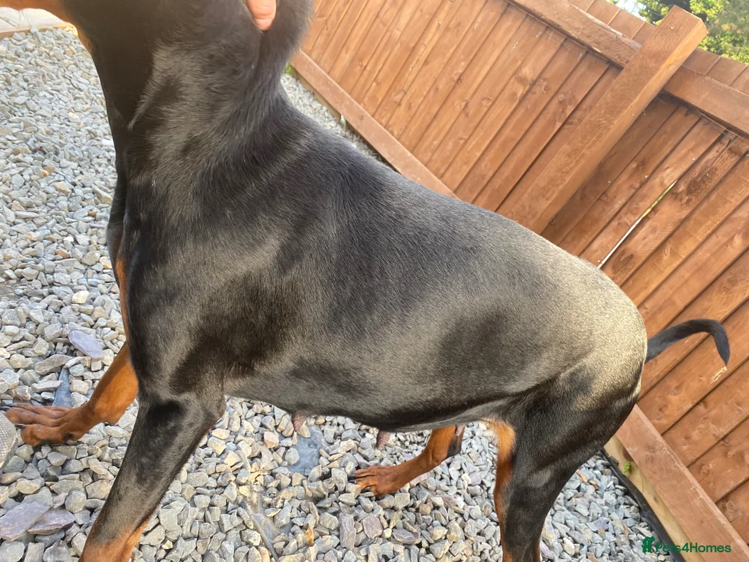 Dobermann dogs for sale: Doberman to loving home. - Advert 2