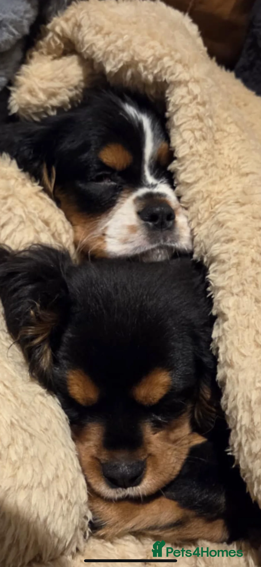 Cavalier King Charles Spaniel dogs for sale: Cavalier King Charles spaniel  - Advert 2