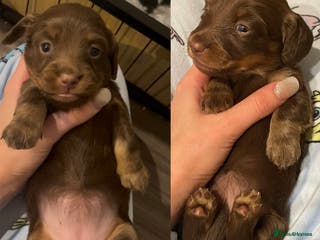 Miniature Dachshund dogs LAST 2 GIRLS - Miniature Dachshund Long Hair Pups - Advert 9