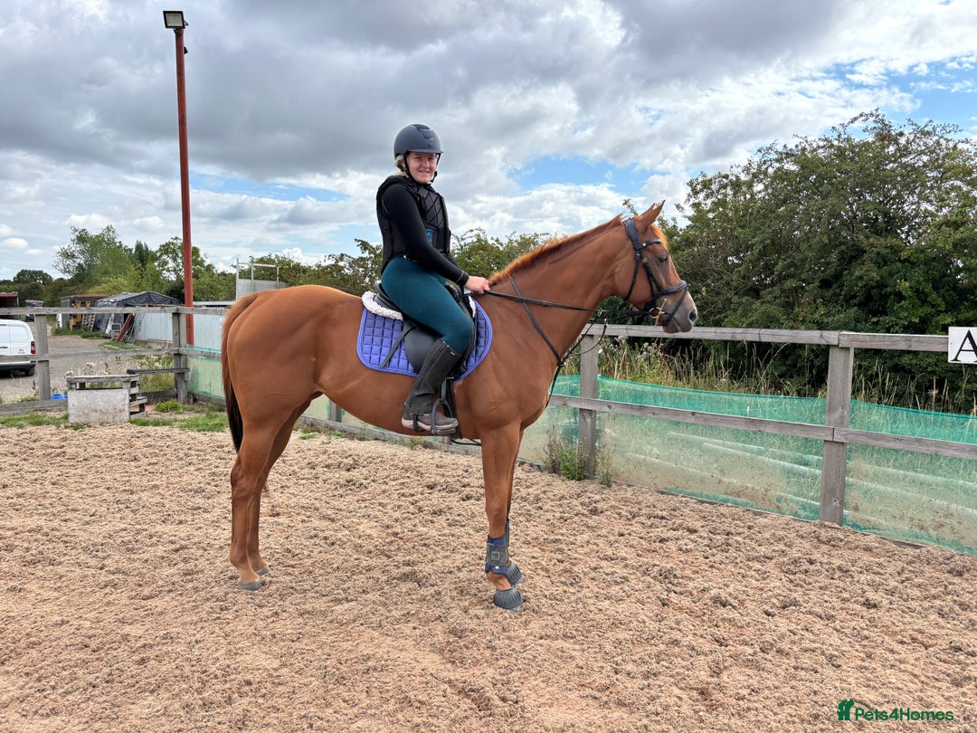 English Thoroughbred horses for sale: 16.2 Chestnut TB Mare - Advert 11