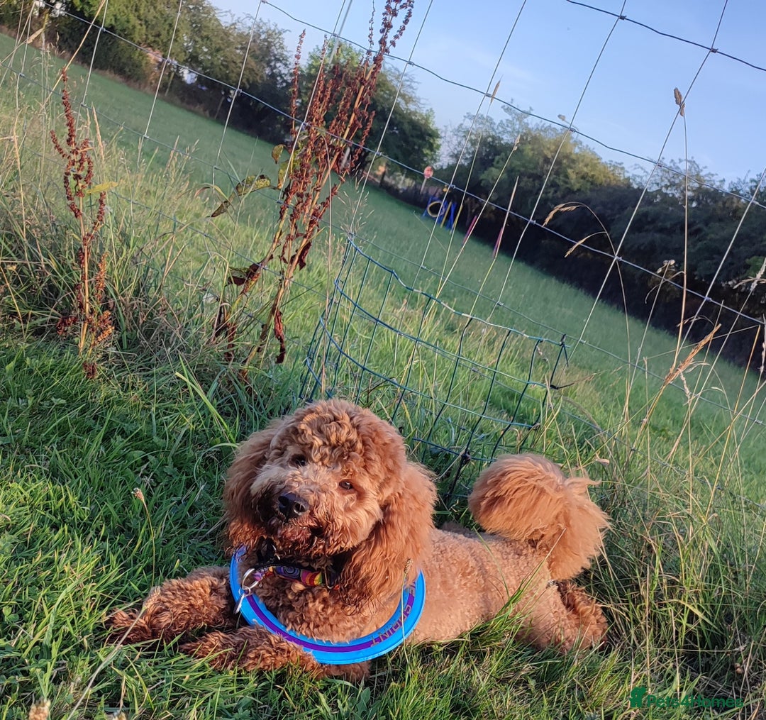 Cockapoo dogs for stud: Stunning proven KC reg Red Miniature Poodle in Cannock - Image 8