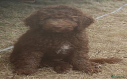 Labradoodle dogs for sale: Outstanding Part Trained Labradoodles F1b - Image 17