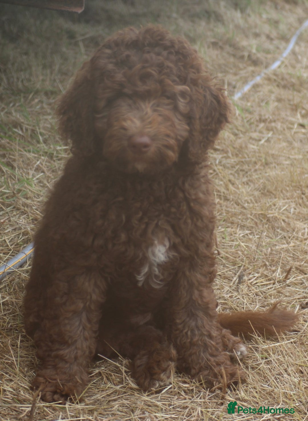 Labradoodle dogs for sale: Outstanding Part Trained Labradoodles F1b - Image 17