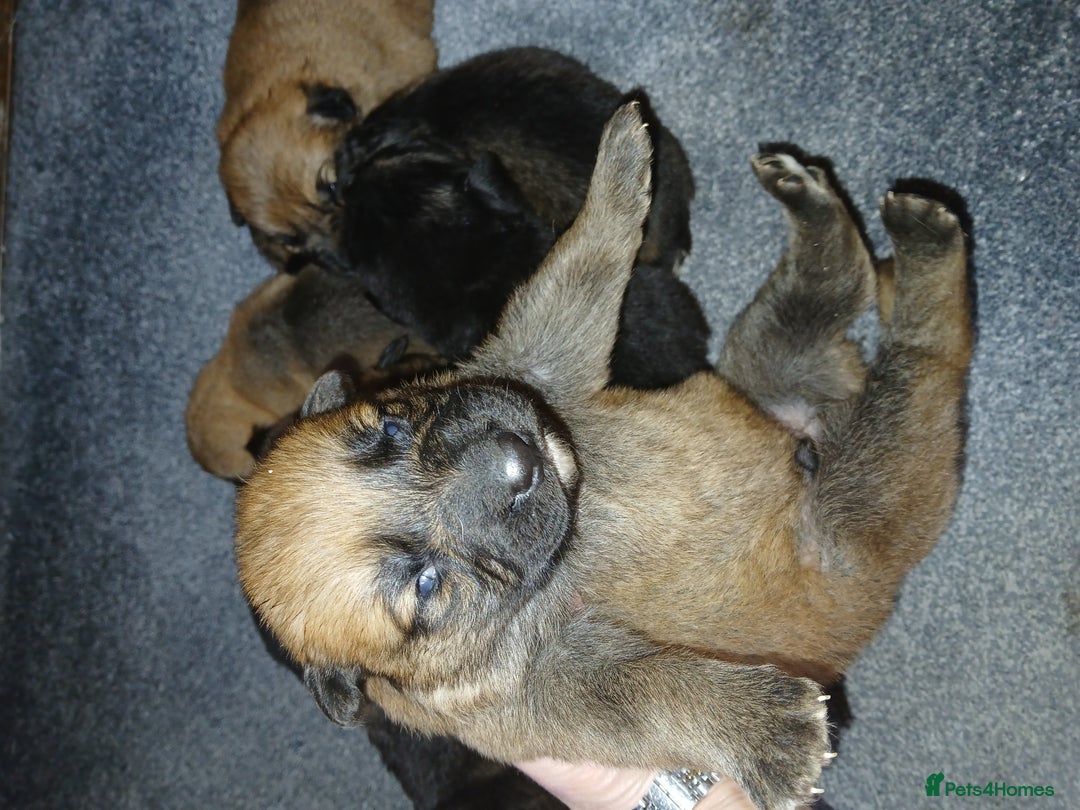 German Shepherd dogs for sale: Czech shepherd  - Image 3