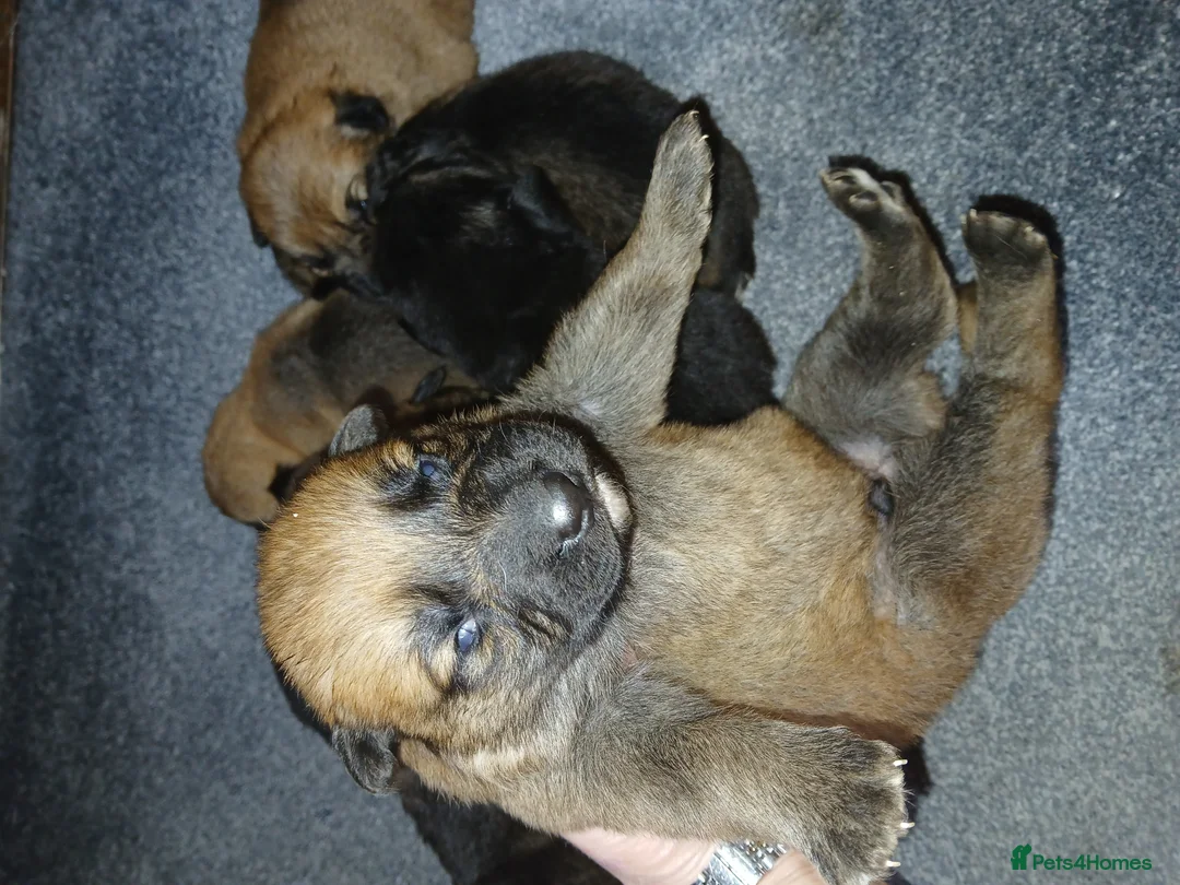 German Shepherd dogs for sale: Czech shepherd  - Advert 18