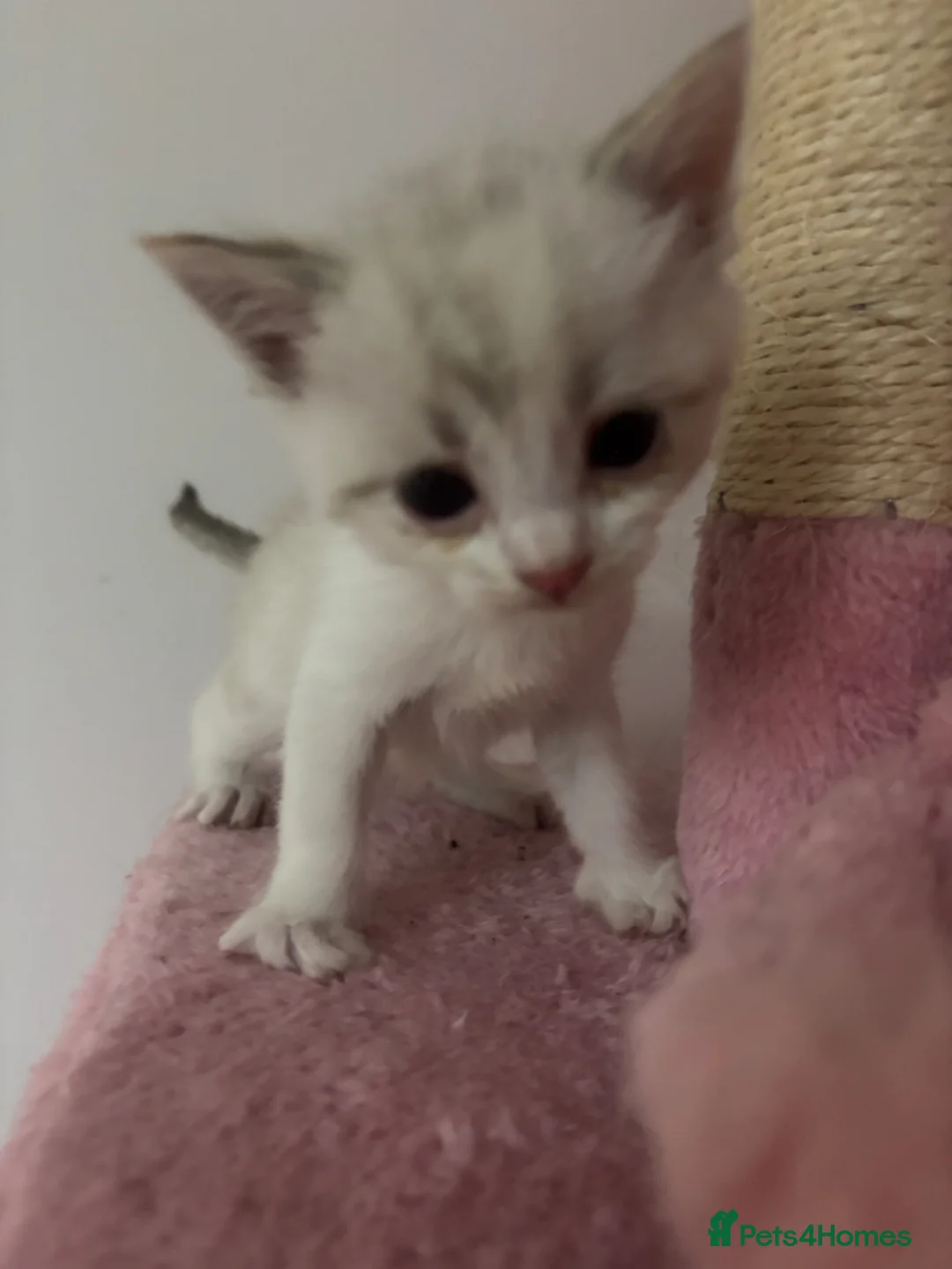 Ragdoll cats for sale: Ragdoll kitten only one left  - Advert 1