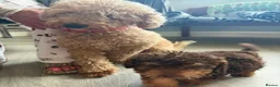 Jackapoo dogs for sale: Gorgeous Jackapoo puppies  - Advert 10