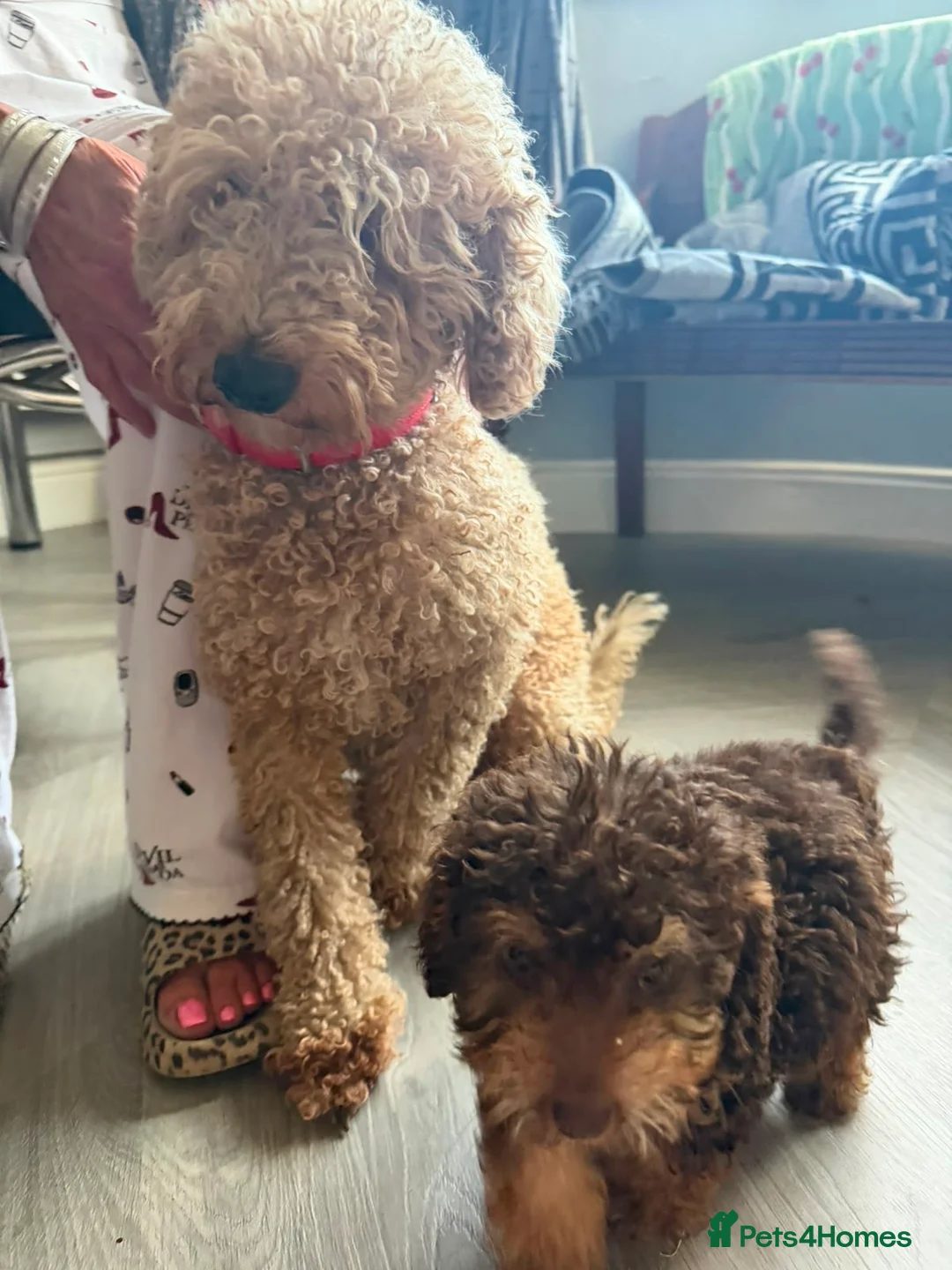 Jackapoo dogs for sale: Gorgeous Jackapoo puppies  - Advert 10