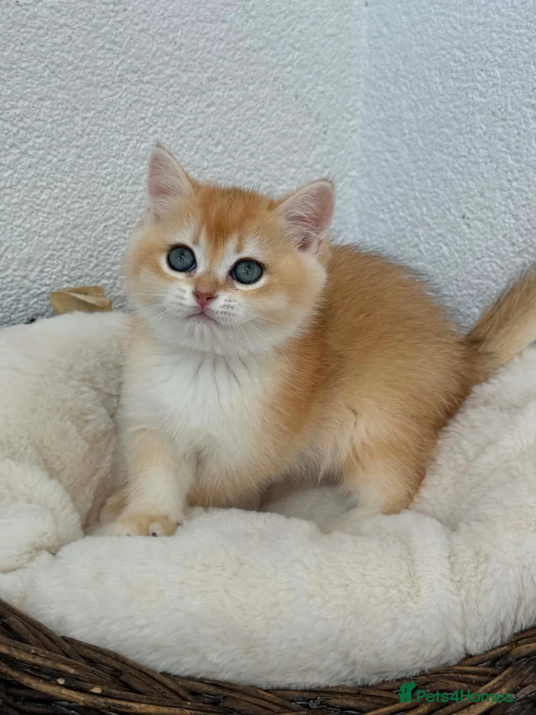 British Shorthair cats for sale: Show quality golden british shorthair  - Advert 1