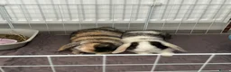 Mini Lop rabbits for sale: Ginger & coco  - Advert 2