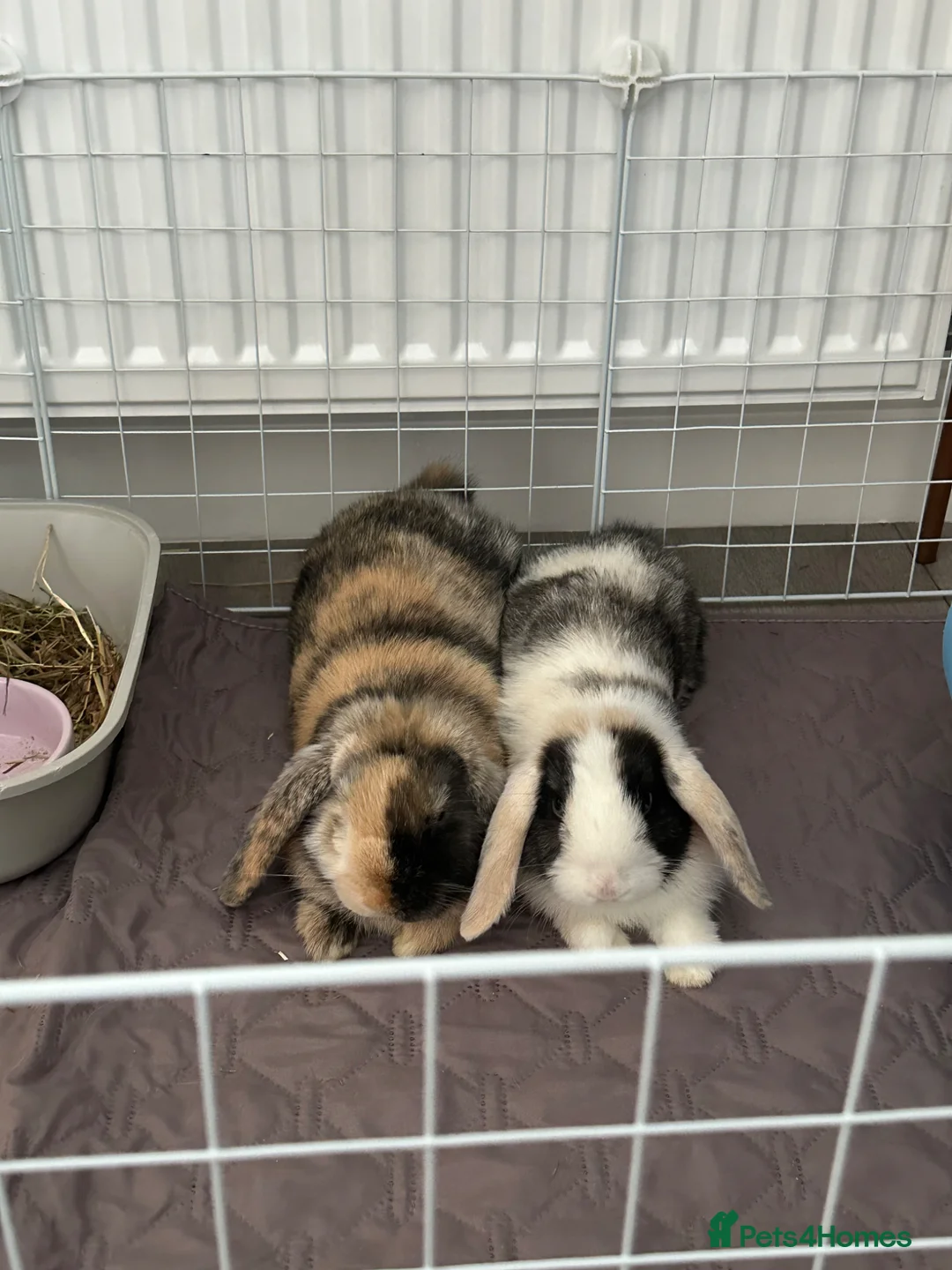 Mini Lop rabbits for sale: Ginger & coco  - Advert 2