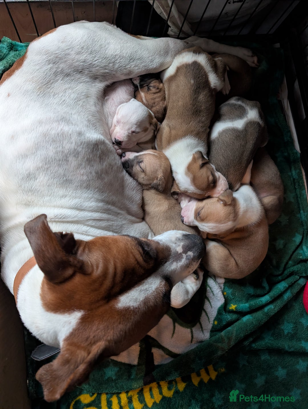 Mixed Breed dogs for sale: Staffy X pups  - Advert 3