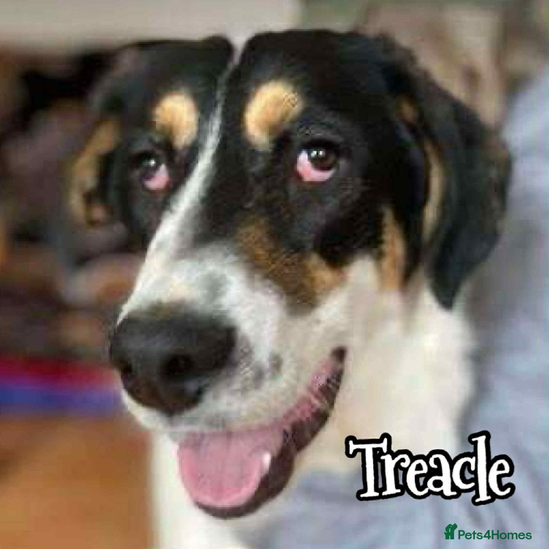Mixed Breed dogs for adoption: Toffee and Treacle waiting for someone to love  - Image 2