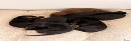Dobermann dogs for sale: KC Dobermans  - Advert 10