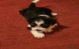 Yorkshire Terrier dogs for sale: Boy brewier yorkshire terrier - Image 5