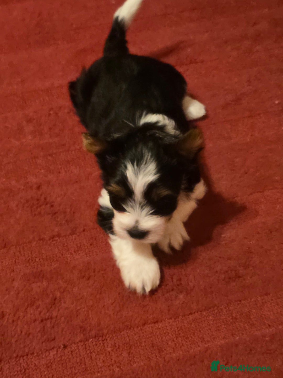 Yorkshire Terrier dogs for sale: Boy brewier yorkshire terrier - Image 5