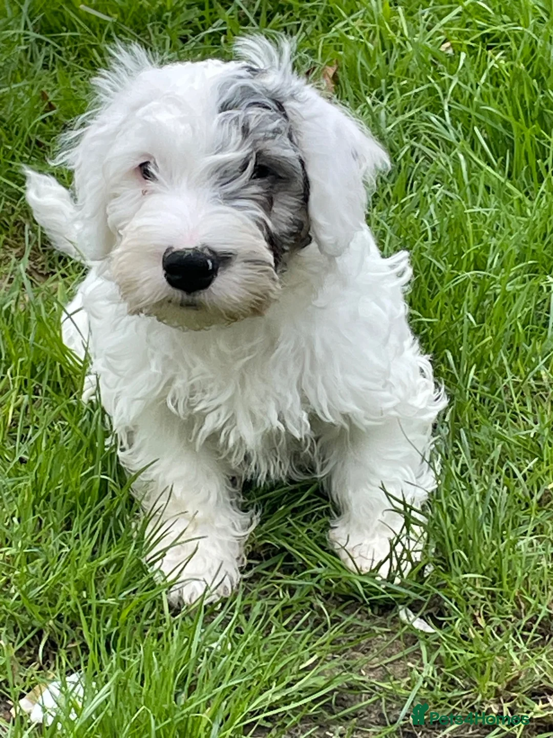 Sealyham Terrier dogs for sale: Sealyham Terrier puppies - Advert 1