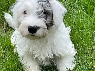 Sealyham Terrier dogs Sealyham Terrier puppies - Advert 6