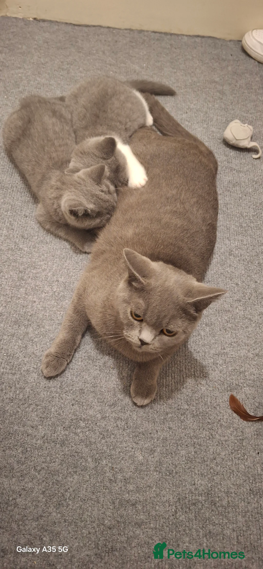 British Shorthair cats for sale: Female british shorthair kittens - Advert 1