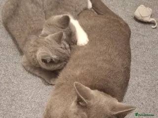 British Shorthair cats Female british shorthair kittens - Advert 1