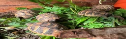 Tortoise reptiles for sale: Baby Hermann Tortoise 2026 Hatchlings - Advert 6