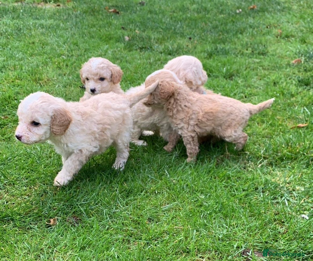 Cockapoo dogs for sale: F1B cockapoo puppys - Image 4